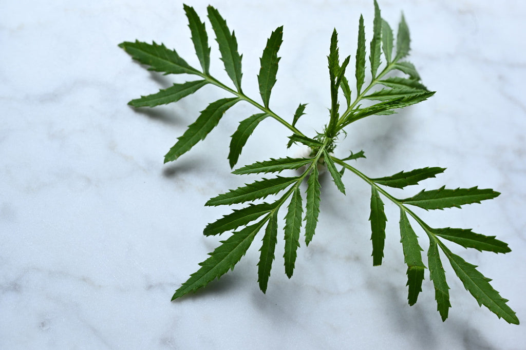 Aromatic Herbs