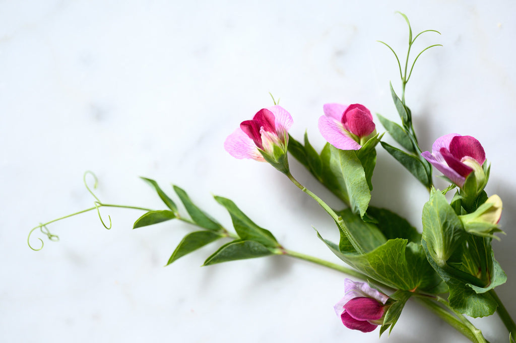 Edible Flowers