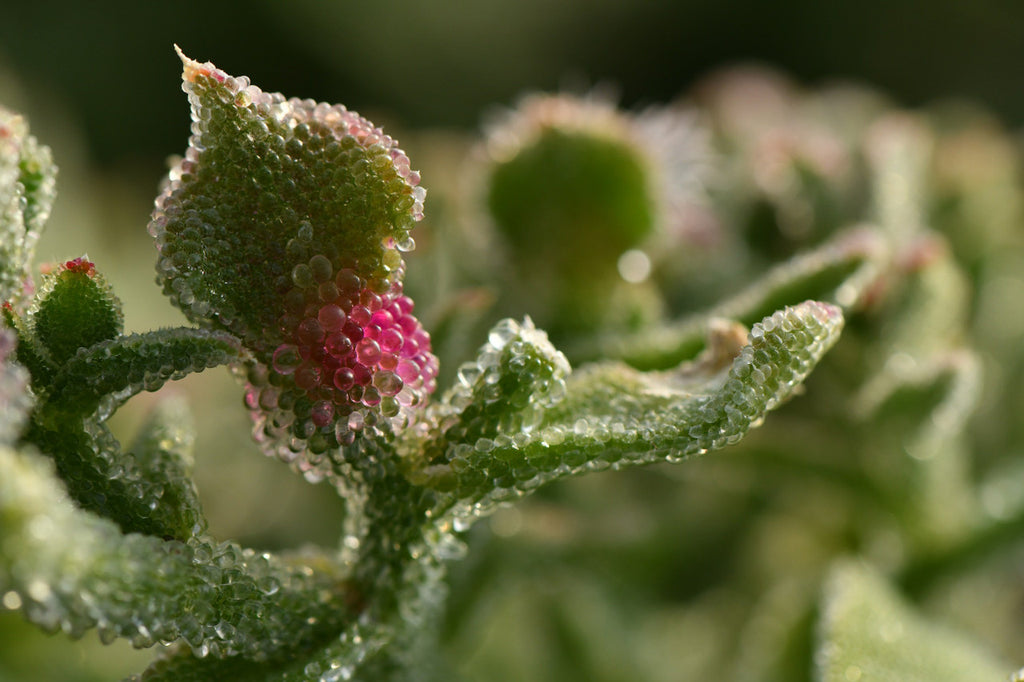 Girl, Dug, Farm, Girl & Dug, Girl n Dug, San Diego, California, Specialty, Produce, Vegetable, Flower, Bud, Greens, Iceplant, ficoïde glaciale, Succulent, Savory, Salty, Briny, Tart, Pop, Fresh, Juicy, Ice, Lettuce, Sparkle, Shiny, Shimmer