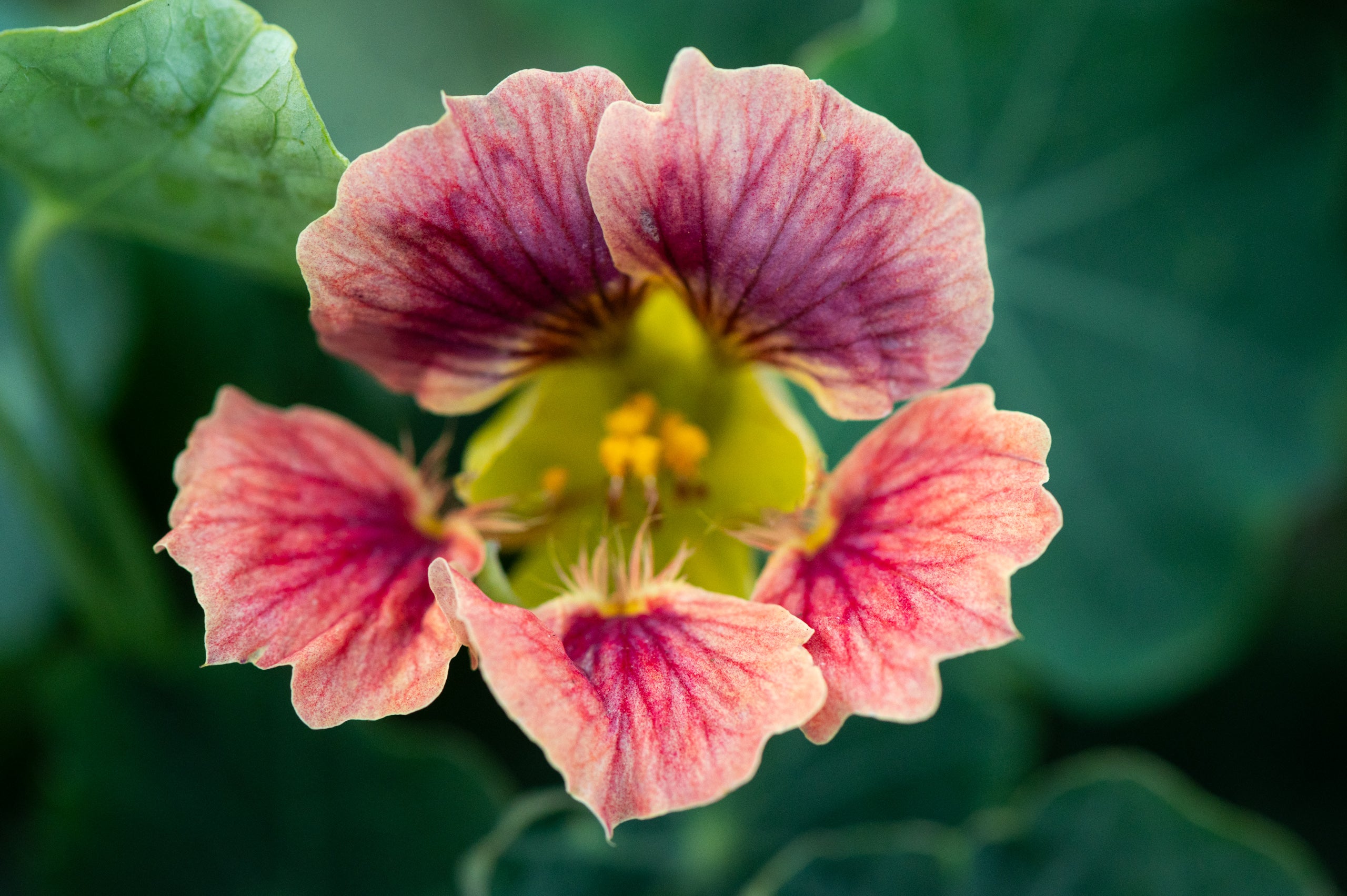 ladybird rose nasturtium seeds Nasturtium Flower – Girl & Dug Farm