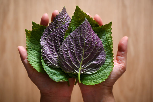 sesame seed plant leaves SSaM™ Sesame Leaf, Size 2 – Girl & Dug Farm