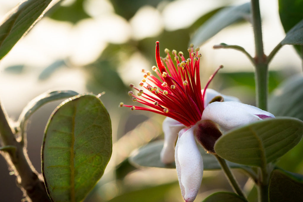 Girl, Dug, Farm, Girl & Dug, Girl n Dug, San Diego, California, Specialty, Produce, Smell, Flavor, Eye candy, Fresh, Edible Flower, Flower, Fresh, Blossom, Petal, Sweet, Honey, Nectar, Cotton Candy, Feijoa, Pineapple Guava