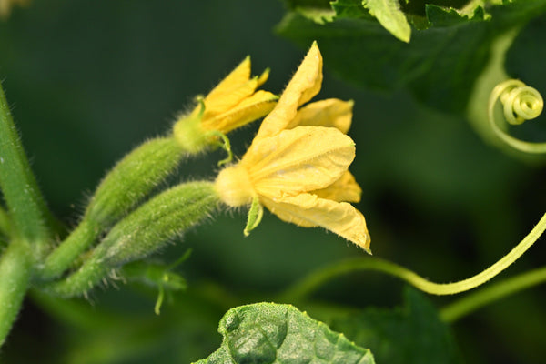 Girl, Dug, Farm, Dog, Girl & Dug, Girl n Dug, San Diego, California, Specialty, Produce, Smell, Flavor, Aroma, Eye candy, Fresh, Edible Flower, Flower, Fresh, Blossom, Petal, Vegetable, Veggies, Cucumber, Cornichon