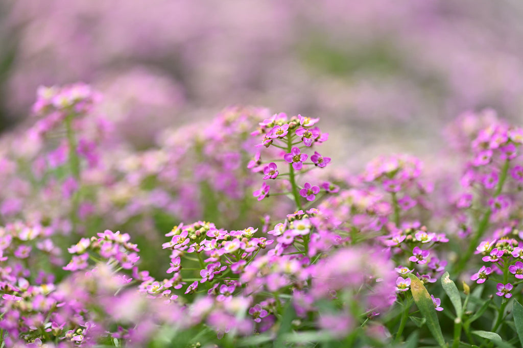 Girl, Dug, Farm, Dog, Girl & Dug, Girl n Dug, San Diego, California, Specialty, Produce, Smell, Flavor, Aroma, Eye candy, Fresh, Edible Flower, Flower, Fresh, Blossom, Petal, Honey, Peppery, Cress, White, Snow, Pink, Purple, Lilac, Lavender, Fireworks, Pa