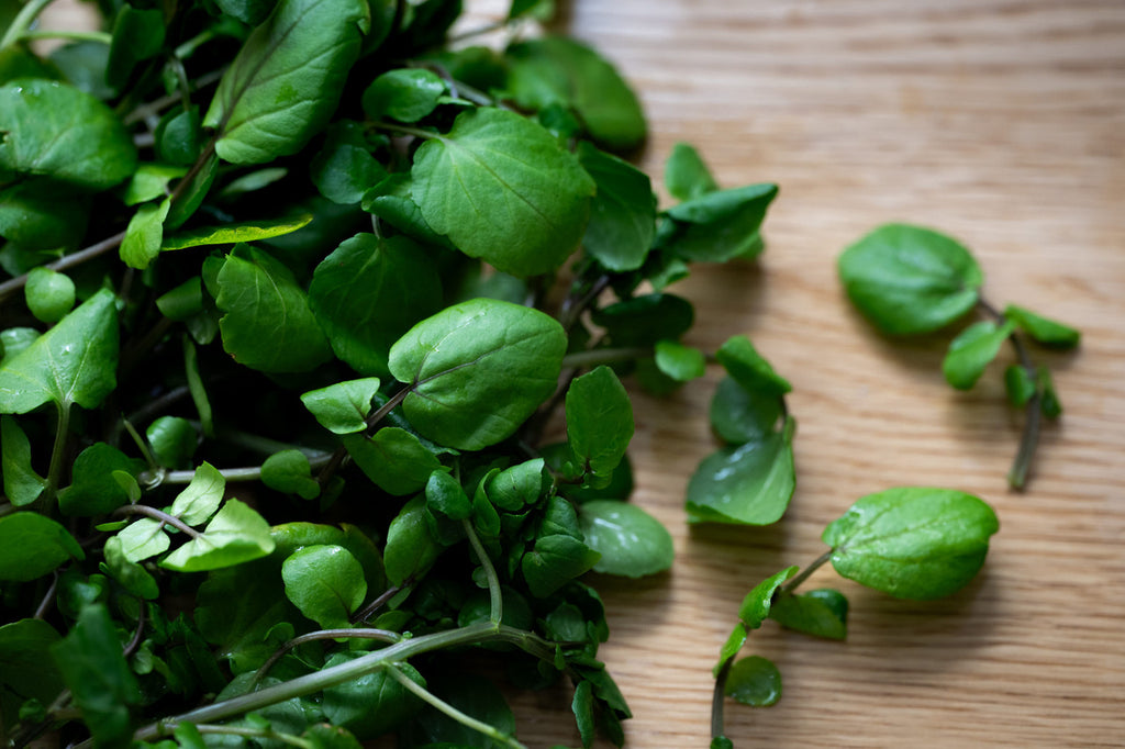 Girl, Dug, Farm, Dog, Girl & Dug, Girl n Dug, San Diego, California, Specialty, Produce, Smell, Flavor, Aroma, Eye candy, Fresh, Kindergreens, Greens, Leaf, Cress, Watercress, French, Upland