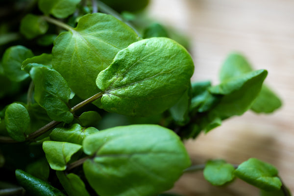 Girl, Dug, Farm, Dog, Girl & Dug, Girl n Dug, San Diego, California, Specialty, Produce, Smell, Flavor, Aroma, Eye candy, Fresh, Kindergreens, Greens, Leaf, Cress, Watercress, French, Upland