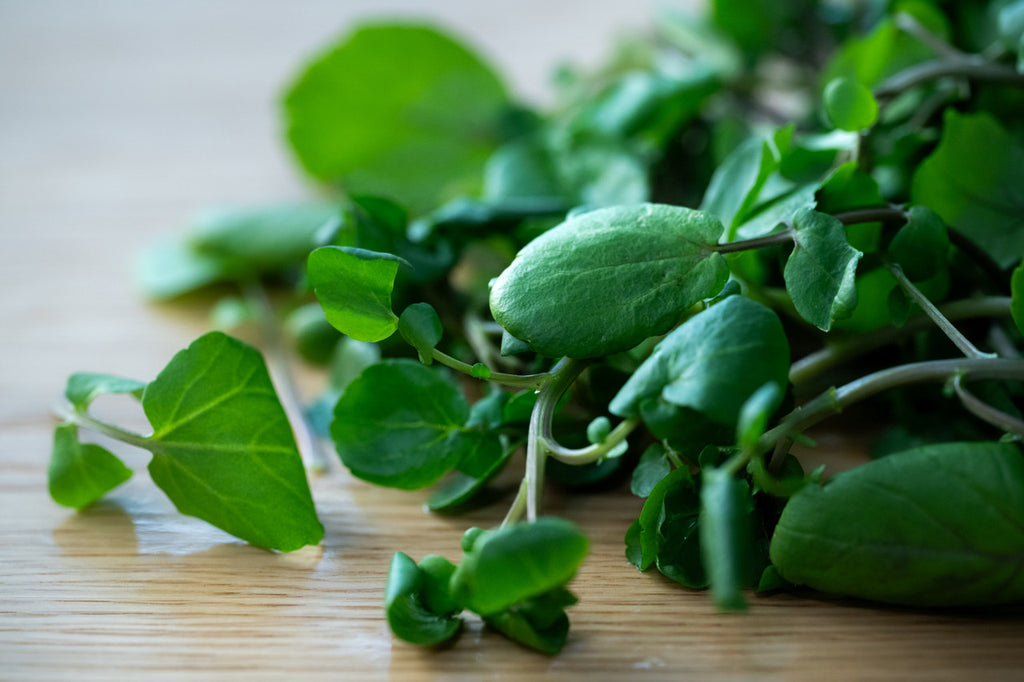 Girl, Dug, Farm, Dog, Girl & Dug, Girl n Dug, San Diego, California, Specialty, Produce, Smell, Flavor, Aroma, Eye candy, Fresh, Kindergreens, Greens, Leaf, Cress, Watercress, French, Upland