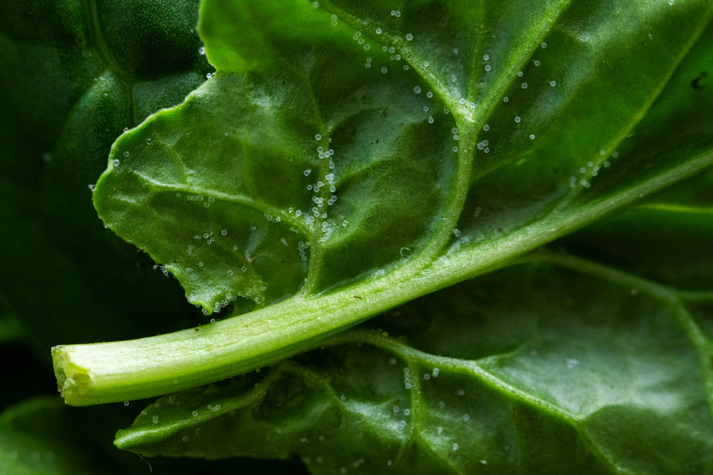 Girl, Dug, Farm, Dog, Girl & Dug, Girl n Dug, San Diego, California, Specialty, Produce, Smell, Flavor, Aroma, Eye candy, Fresh, Kindergreens, Greens, Spinach, Korean, Nutty, Savory