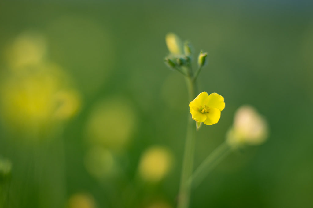 Girl, Dug, Farm, Dog, Girl & Dug, Girl n Dug, San Diego, California, Specialty, Produce, Smell, Flavor, Aroma, Eye candy, Fresh, Kindergreens, Greens, Leaf, 
Edible Flower, Flower, Fresh, Blossom, Petal, Sylvetta, Arugula, Mustard, Peppery, Spicy