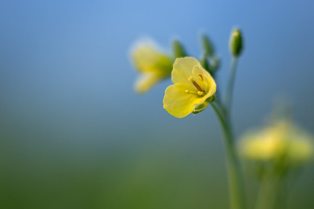 Girl, Dug, Farm, Dog, Girl & Dug, Girl n Dug, San Diego, California, Specialty, Produce, Smell, Flavor, Aroma, Eye candy, Fresh, Kindergreens, Greens, Leaf, 
Edible Flower, Flower, Fresh, Blossom, Petal, Sylvetta, Arugula, Mustard, Peppery, Spicy