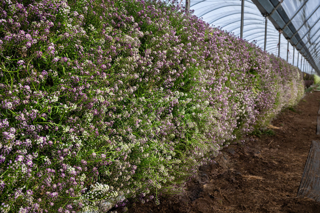 Girl, Dug, Farm, Dog, Girl & Dug, Girl n Dug, San Diego, California, Specialty, Produce, Smell, Flavor, Aroma, Eye candy, Fresh, Edible Flower, Flower, Fresh, Blossom, Petal, Honey, Peppery, Cress, White, Snow, Pink, Purple, Lilac, Lavender, Fireworks, Pa