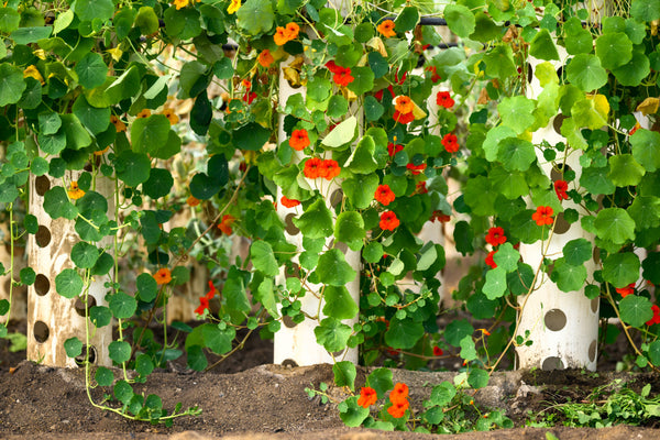 Nasturtium, Pepper, Peppery, Nectar, Spicy, Round, Leaf