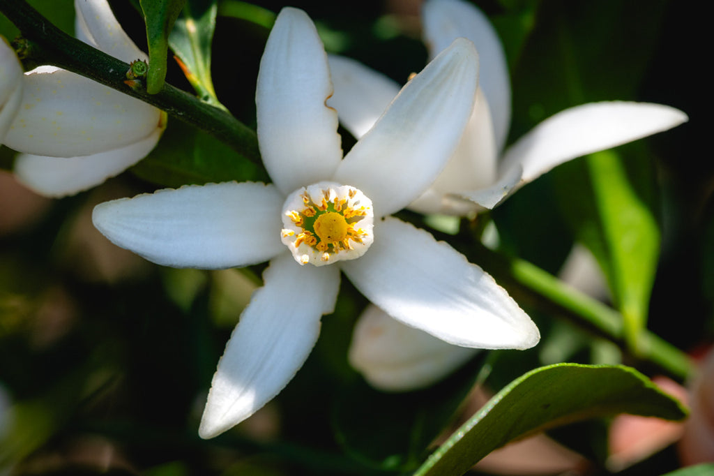 Yuzu, Yuzu Blossom, Yuzu Flower, Green Yuzu, Citrus