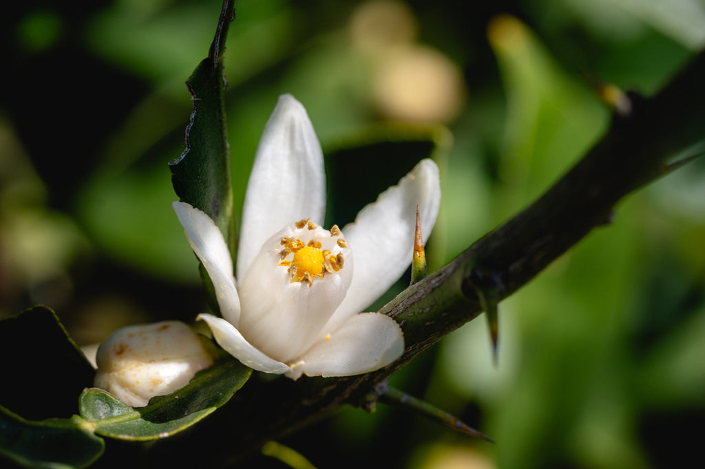 Yuzu, Yuzu Blossom, Yuzu Flower, Green Yuzu, Citrus