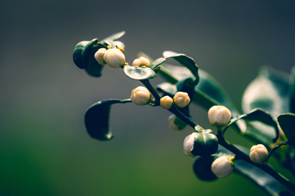 Yuzu, Yuzu Blossom, Yuzu Flower, Green Yuzu, Citrus