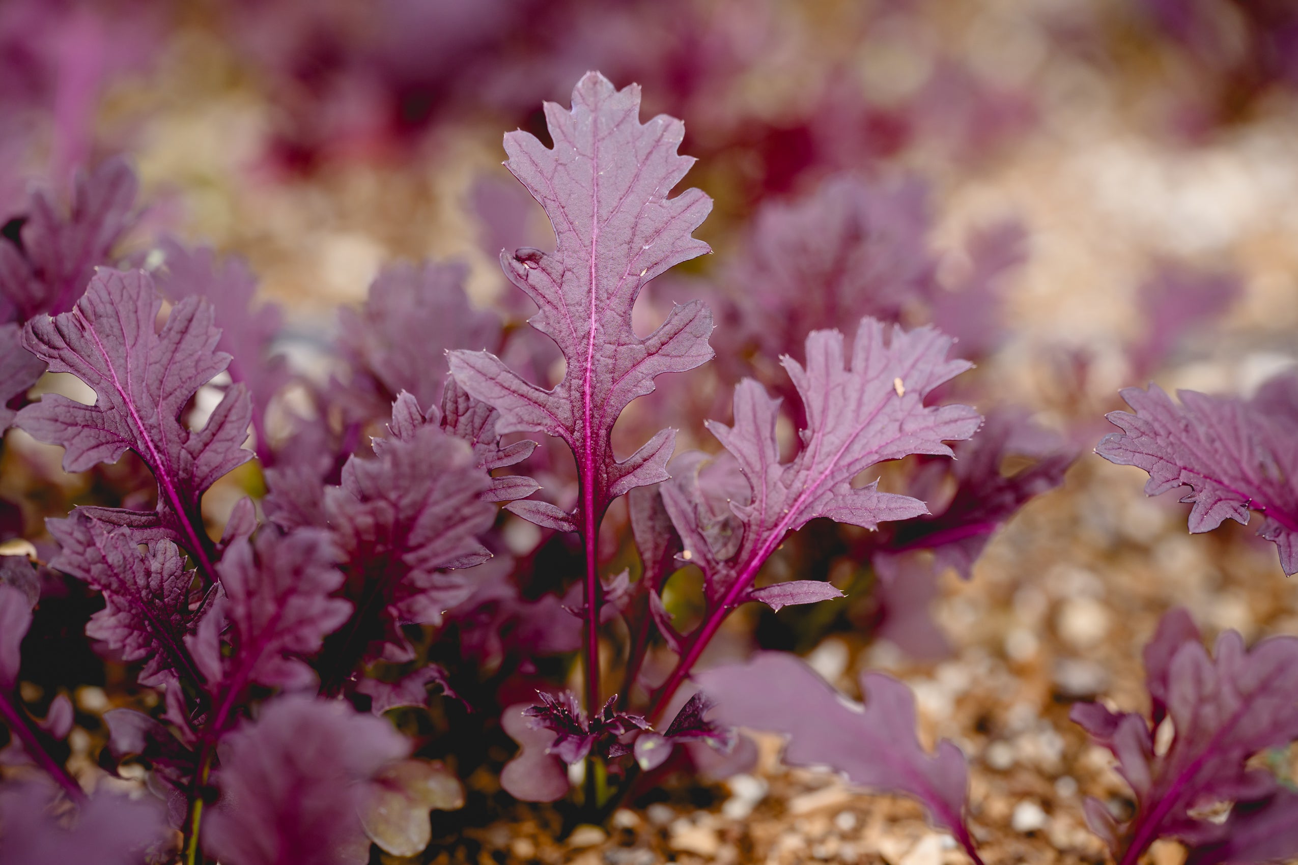 KinderGreens® Mustard, Ruby – Girl & Dug Farm