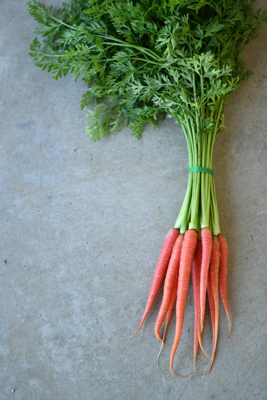 Carrot, Kyoto Red – Girl & Dug Farm