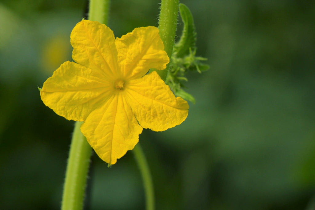 Girl, Dug, Farm, Girl & Dug, Girl n Dug, San Diego, California, Specialty, Produce, Smell, Flavor, Eye candy, Fresh, Edible Flower, Flower, Fresh, Blossom, Petal, Cucumber, Cuke, Refreshing