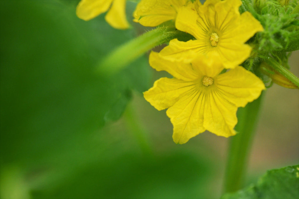 Girl, Dug, Farm, Girl & Dug, Girl n Dug, San Diego, California, Specialty, Produce, Smell, Flavor, Eye candy, Fresh, Edible Flower, Flower, Fresh, Blossom, Petal, Cucumber, Cuke, Refreshing