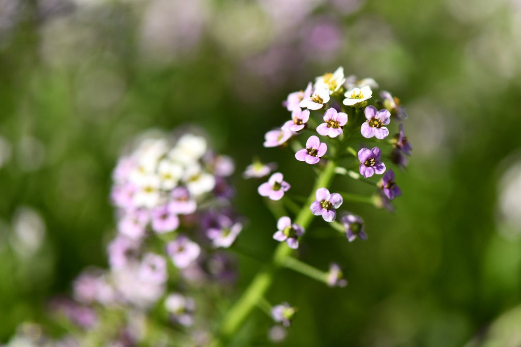 Girl, Dug, Farm, Dog, Girl & Dug, Girl n Dug, San Diego, California, Specialty, Produce, Smell, Flavor, Aroma, Eye candy, Fresh, Edible Flower, Flower, Fresh, Blossom, Petal, Honey, Peppery, Cress, Lilac, Lavender, Snow, Cluster, Delicate