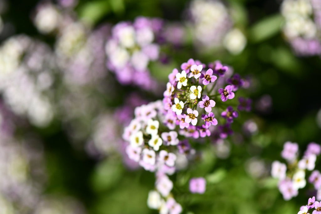 Girl, Dug, Farm, Dog, Girl & Dug, Girl n Dug, San Diego, California, Specialty, Produce, Smell, Flavor, Aroma, Eye candy, Fresh, Edible Flower, Flower, Fresh, Blossom, Petal, Honey, Peppery, Cress, Lilac, Lavender, Snow, Cluster, Delicate