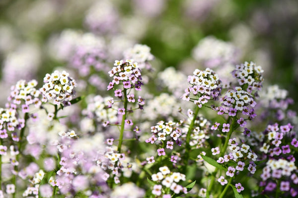 Girl, Dug, Farm, Dog, Girl & Dug, Girl n Dug, San Diego, California, Specialty, Produce, Smell, Flavor, Aroma, Eye candy, Fresh, Edible Flower, Flower, Fresh, Blossom, Petal, Honey, Peppery, Cress, Lilac, Lavender, Snow, Cluster, Delicate