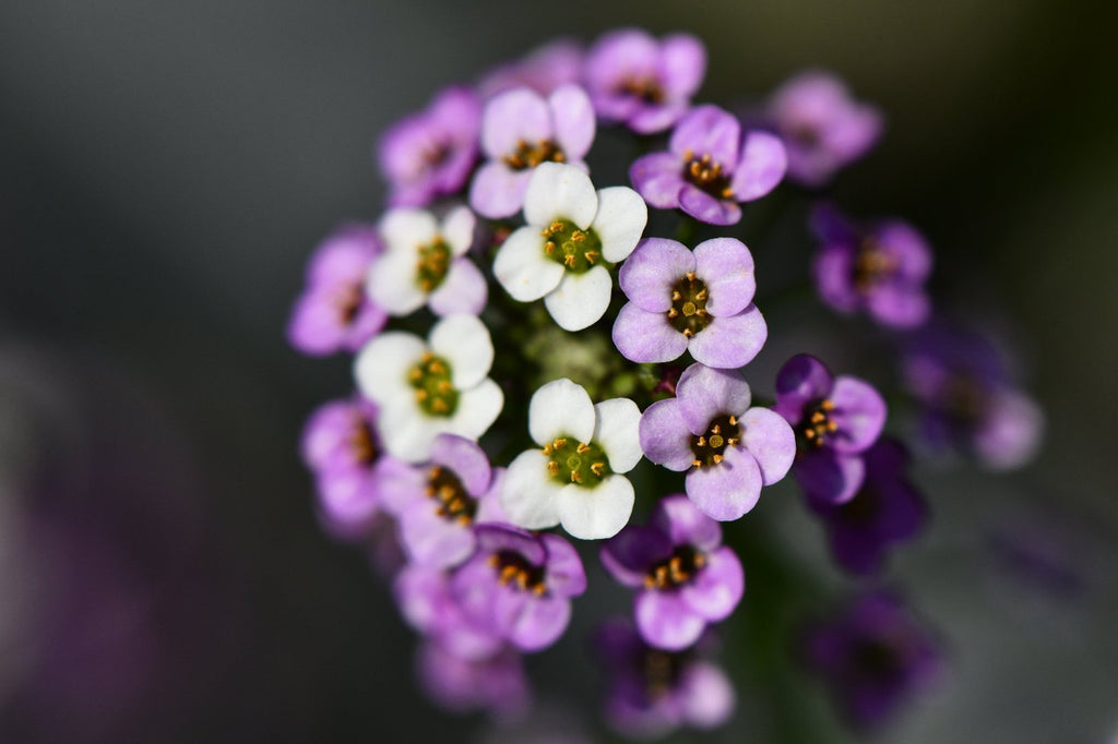 Girl, Dug, Farm, Dog, Girl & Dug, Girl n Dug, San Diego, California, Specialty, Produce, Smell, Flavor, Aroma, Eye candy, Fresh, Edible Flower, Flower, Fresh, Blossom, Petal, Honey, Peppery, Cress, Lilac, Lavender, Snow, Cluster, Delicate