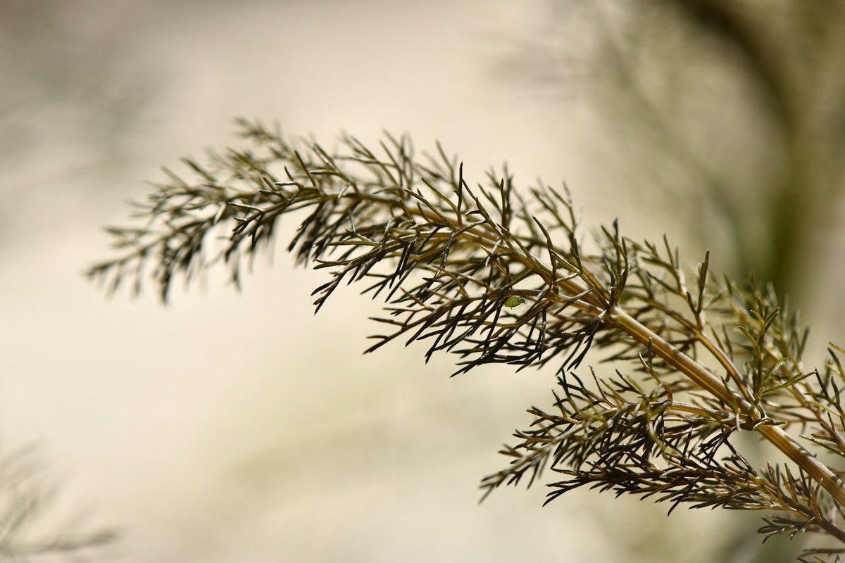 Bronze Fennel – Girl & Dug Farm