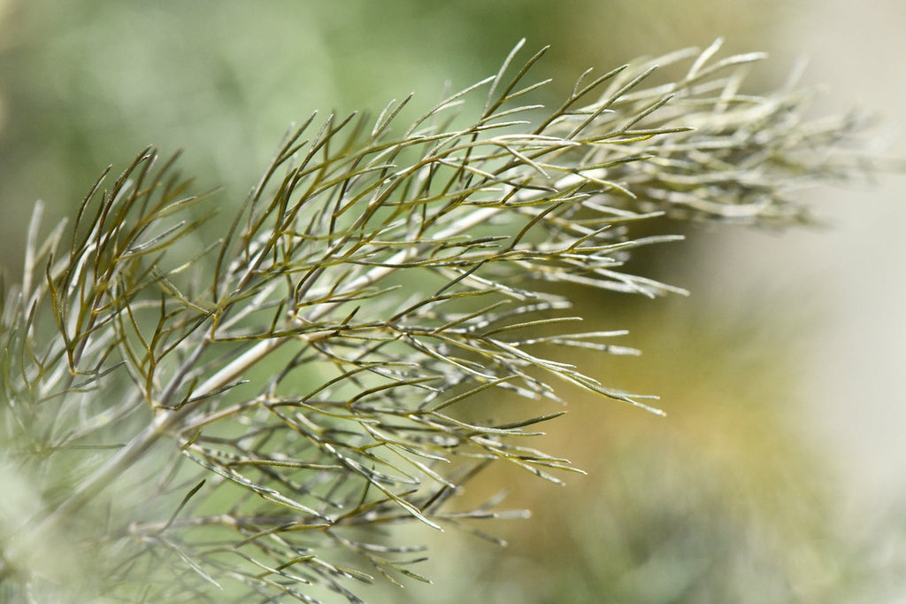 Girl, Dug, Farm, Dog, Girl & Dug, Girl n Dug, San Diego, California, Specialty, Produce, Smell, Flavor, Aroma, Eye candy, Fresh, Kindergreens, Herb, Anise, Fennel, Hyssop, Sweet, Licorice, Frond, Feather, Bronze