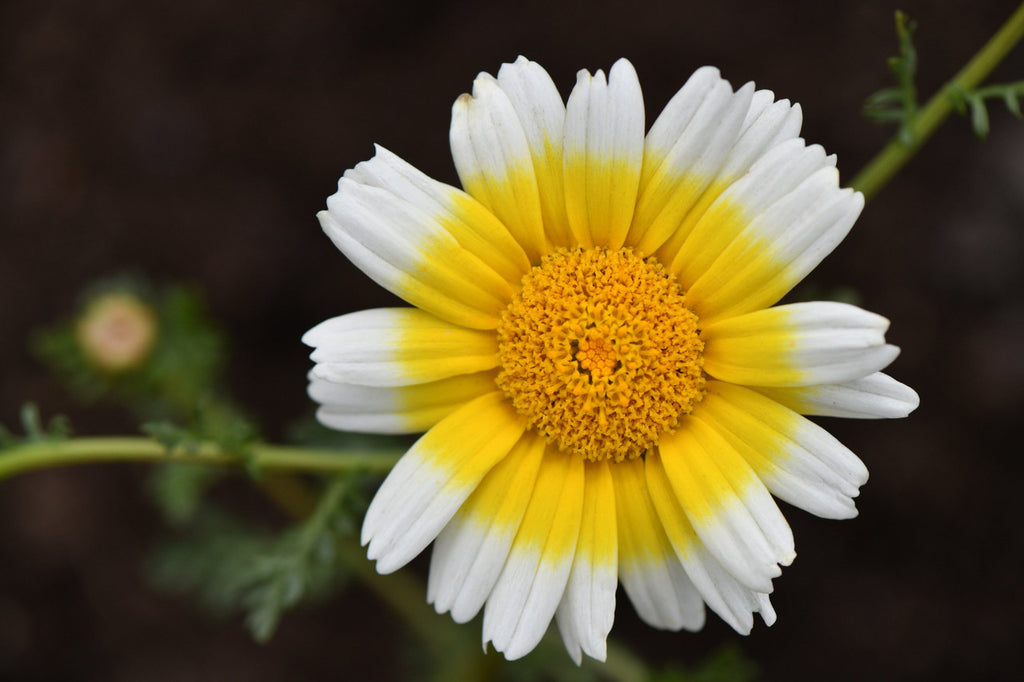 Girl, Dug, Farm, Girl & Dug, Girl n Dug, San Diego, California, Specialty, Produce, Smell, Flavor, Eye candy, Edible Flower, Flower, Fresh, Bitter, Sweet, Earthy, Spicy, Chrysanthemum, Mum, Wild, Sunny, Daisy