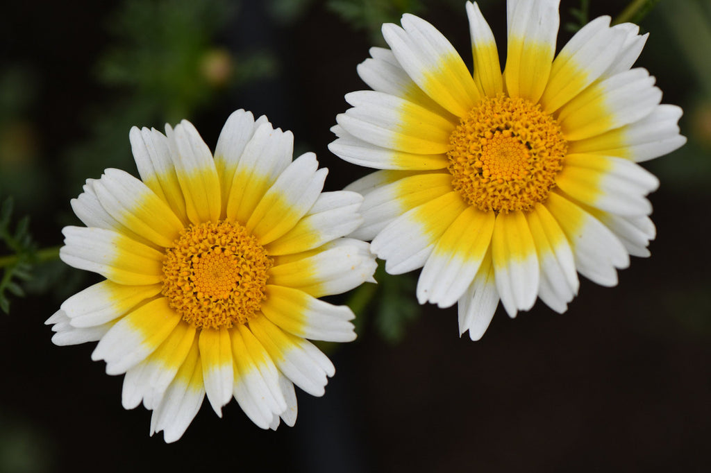 Girl, Dug, Farm, Girl & Dug, Girl n Dug, San Diego, California, Specialty, Produce, Smell, Flavor, Eye candy, Edible Flower, Flower, Fresh, Bitter, Sweet, Earthy, Spicy, Chrysanthemum, Mum, Wild, Sunny, Daisy