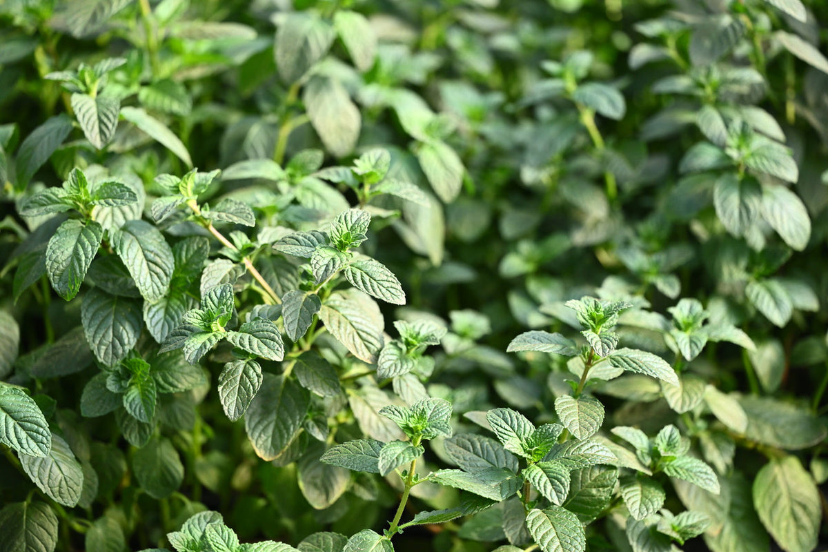 Mint, Black Currant – Girl & Dug Farm