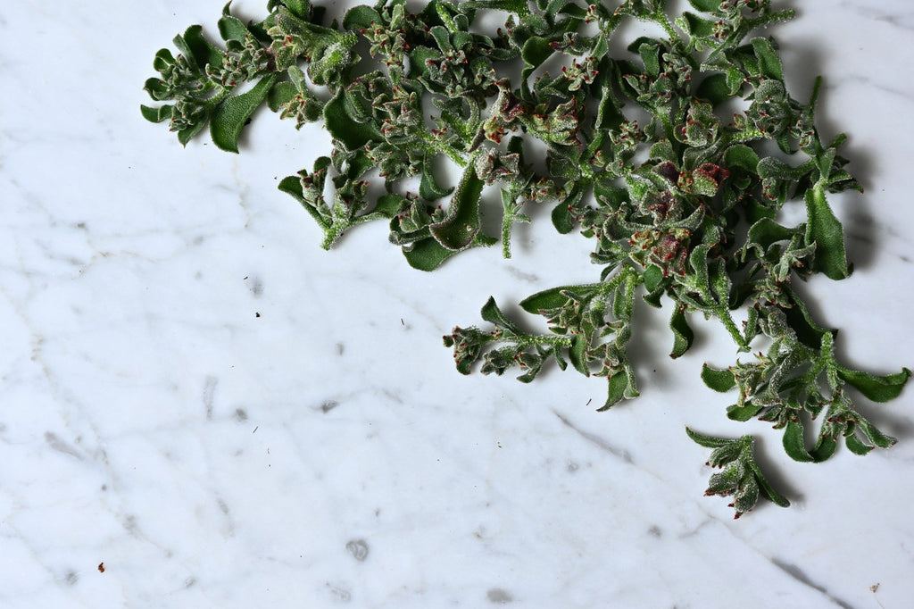 succulent & savory Iceplant – Girl & Dug Farm