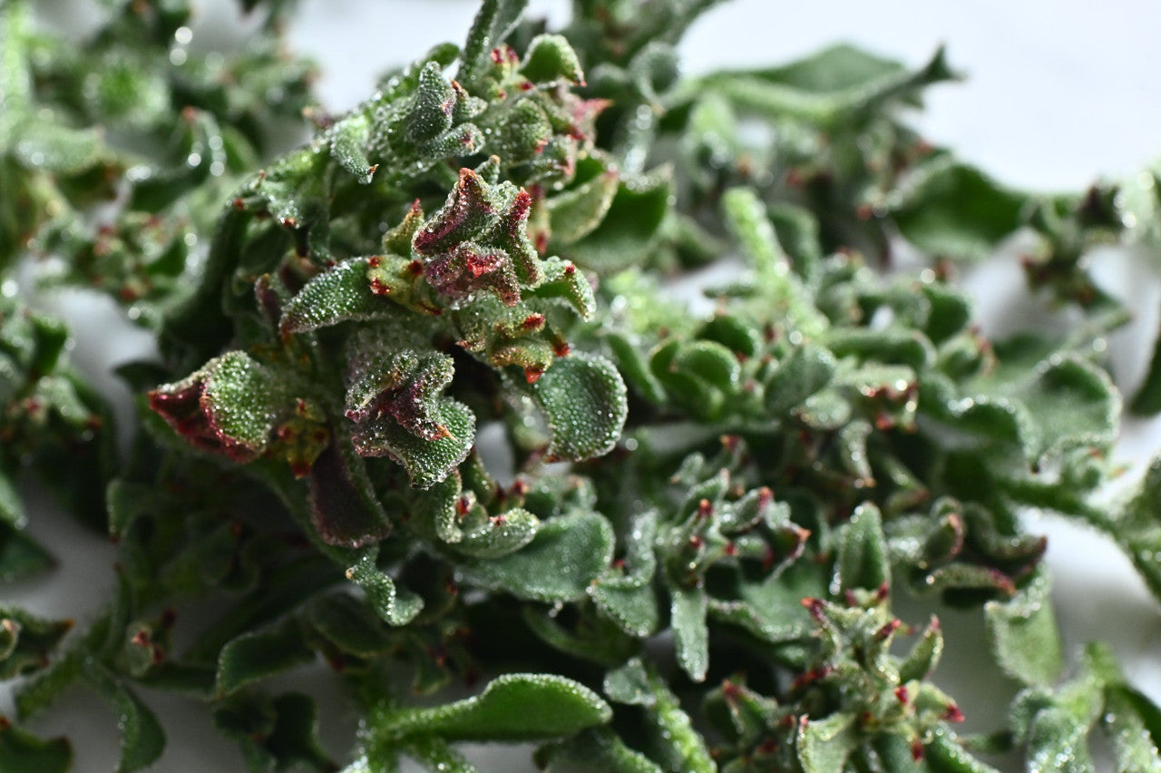 ice plant jade cost Iceplant – Girl & Dug Farm