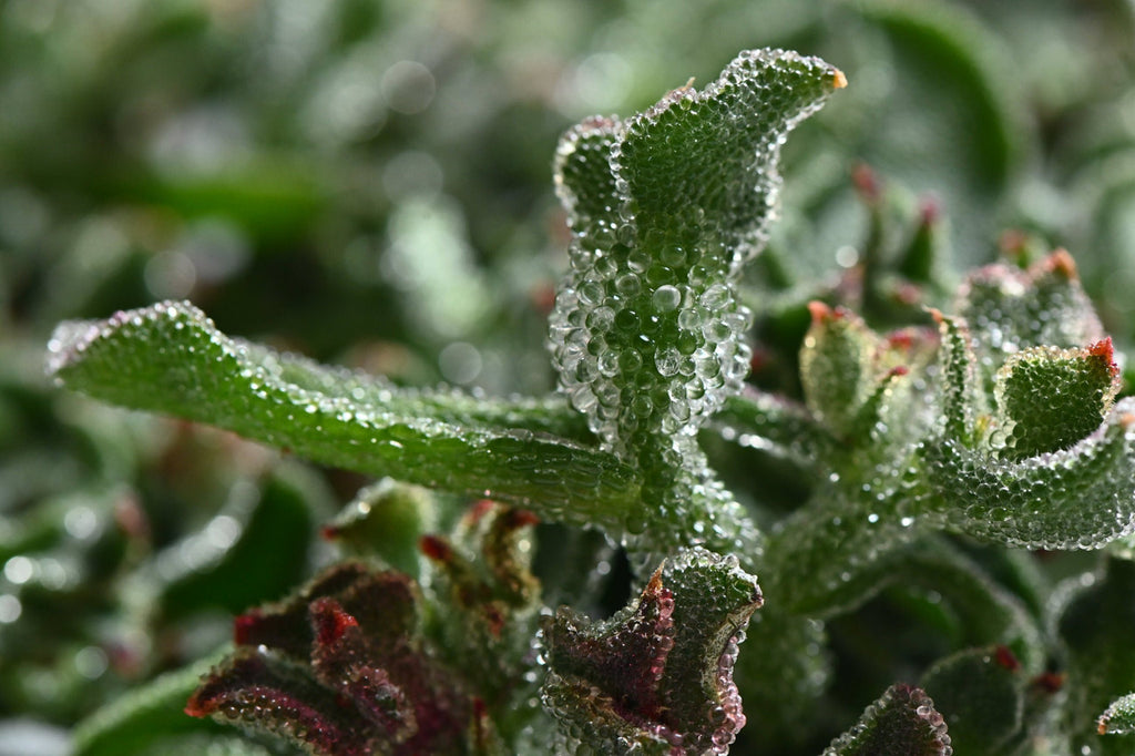 ice plant succulent edible Iceplant Buds – Girl & Dug Farm