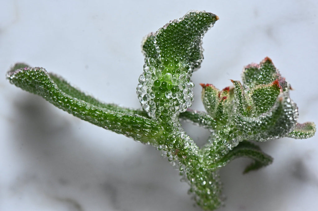 ice lettuce succulent Iceplant Buds – Girl & Dug Farm