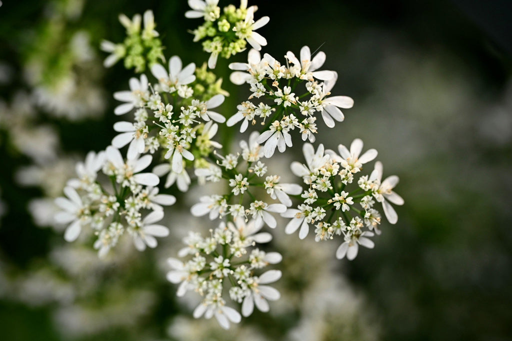 Delfino, Cilantro, Coriander, Blossom, Flower