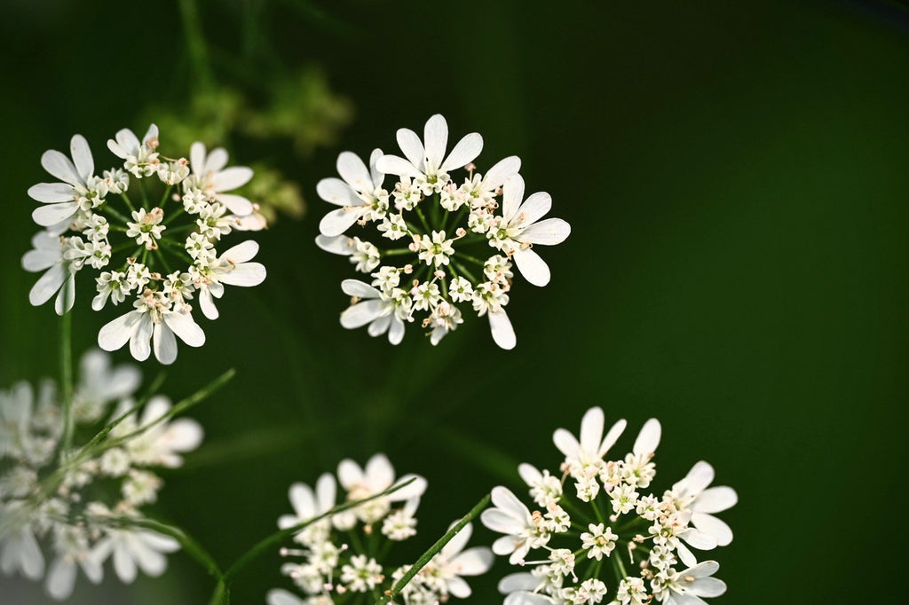 Delfino, Cilantro, Coriander, Blossom, Flower