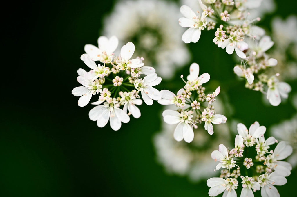 Delfino, Cilantro, Coriander, Blossom, Flower