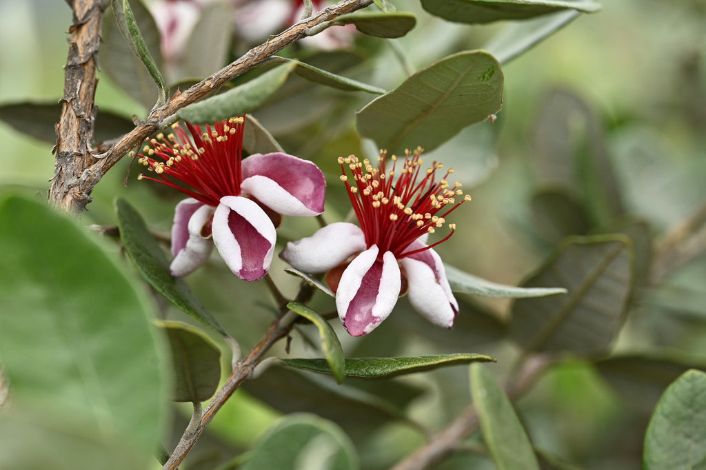 Girl, Dug, Farm, Girl & Dug, Girl n Dug, San Diego, California, Specialty, Produce, Smell, Flavor, Eye candy, Fresh, Edible Flower, Flower, Fresh, Blossom, Petal, Sweet, Honey, Nectar, Cotton Candy, Feijoa, Pineapple Guava