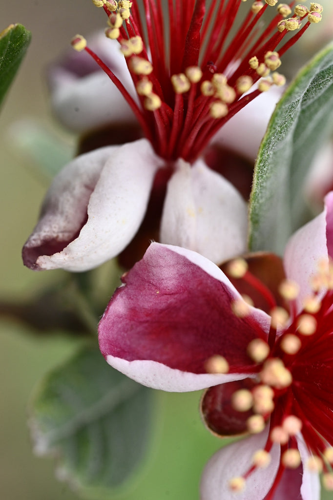 Girl, Dug, Farm, Girl & Dug, Girl n Dug, San Diego, California, Specialty, Produce, Smell, Flavor, Eye candy, Fresh, Edible Flower, Flower, Fresh, Blossom, Petal, Sweet, Honey, Nectar, Cotton Candy, Feijoa, Pineapple Guava