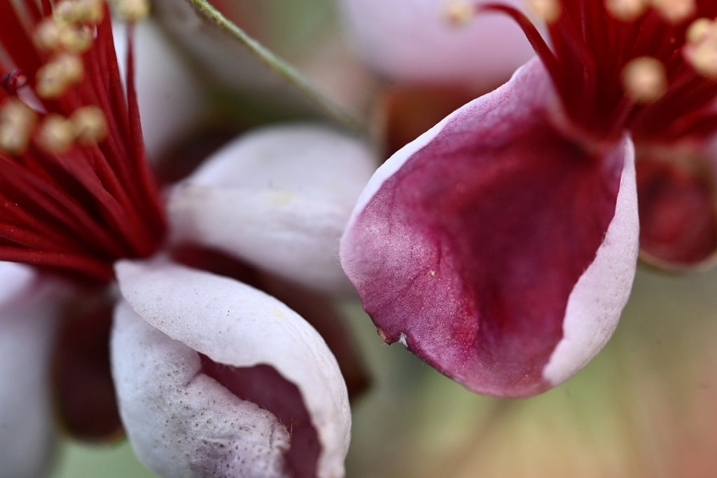 Girl, Dug, Farm, Girl & Dug, Girl n Dug, San Diego, California, Specialty, Produce, Smell, Flavor, Eye candy, Fresh, Edible Flower, Flower, Fresh, Blossom, Petal, Sweet, Honey, Nectar, Cotton Candy, Feijoa, Pineapple Guava