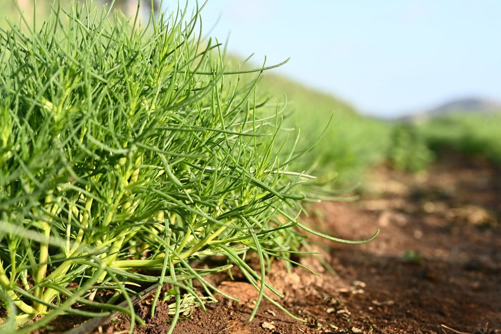 Girl, Dug, Farm, Girl & Dug, Girl n Dug, San Diego, California, Specialty, Produce, Vegetable, Greens, Agretti, Succulent, Savory, Salty, Briny, Italian