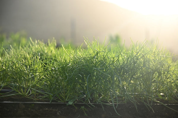 Girl, Dug, Farm, Girl & Dug, Girl n Dug, San Diego, California, Specialty, Produce, Vegetable, Greens, Agretti, Succulent, Savory, Salty, Briny, Italian