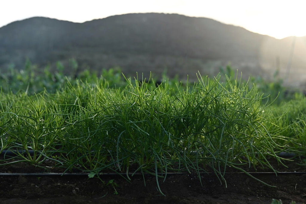 Girl, Dug, Farm, Girl & Dug, Girl n Dug, San Diego, California, Specialty, Produce, Vegetable, Greens, Agretti, Succulent, Savory, Salty, Briny, Italian