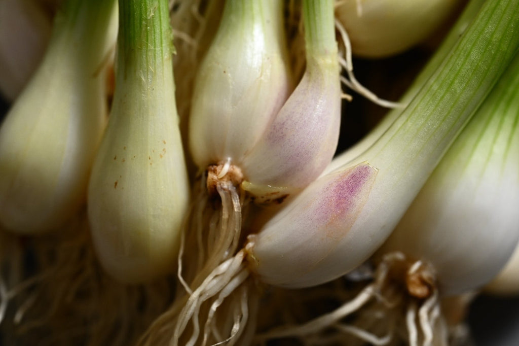 Girl, Dug, Farm, Girl & Dug, Girl n Dug, San Diego, California, Specialty, Produce, Smell, Flavor, Eye candy, Veggies, Dallae, Korean, Onion, Allium, Leek, Chive, Garlic, Wild, Sand Leek, Mountain, Spring, Bom-Namul