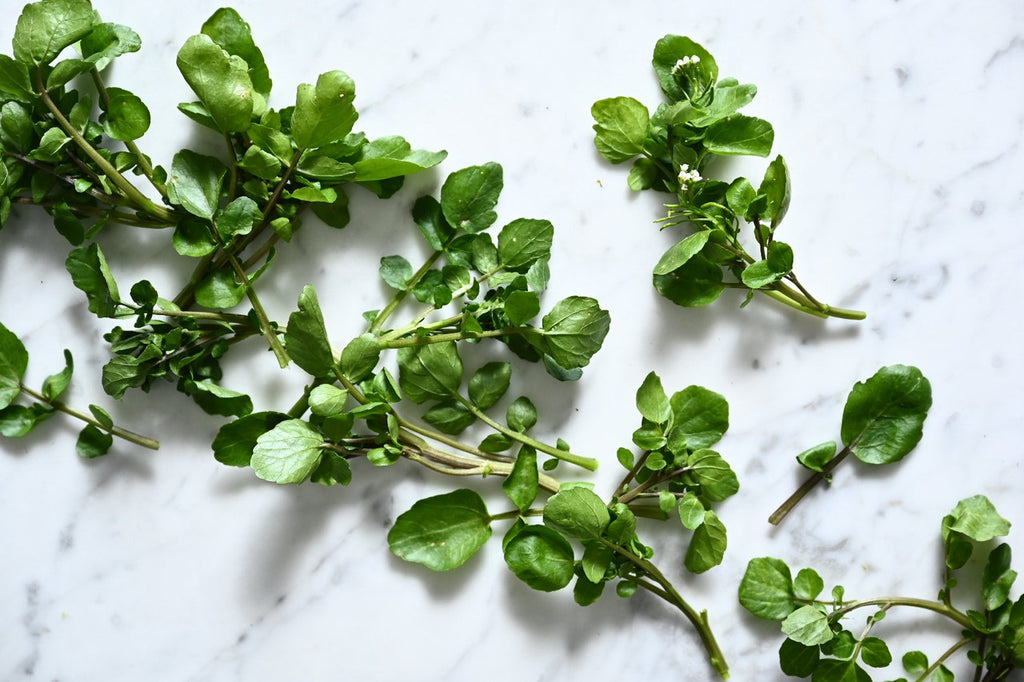 Girl, Dug, Farm, Dog, Girl & Dug, Girl n Dug, San Diego, California, Specialty, Produce, Smell, Flavor, Aroma, Eye candy, Fresh, Kindergreens, Greens, Leaf, Cress, Watercress, French, Upland