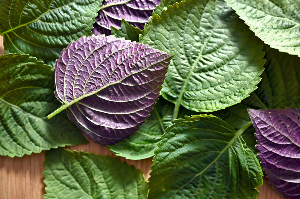 sesame seed plant leaves SSaM™ Sesame Leaf, Size 2 – Girl & Dug Farm