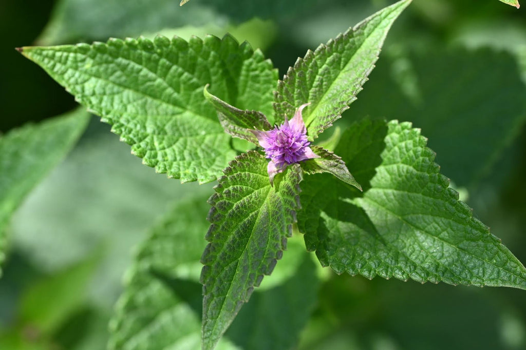 Anise, Hyssop, Licorice