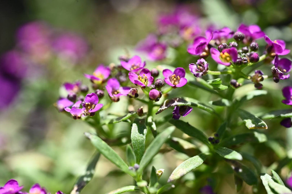 Girl, Dug, Farm, Dog, Girl & Dug, Girl n Dug, San Diego, California, Specialty, Produce, Smell, Flavor, Aroma, Eye candy, Fresh, Edible Flower, Flower, Fresh, Blossom, Petal, Honey, Peppery, Cress, Purple, Snow, Cluster, Delicate